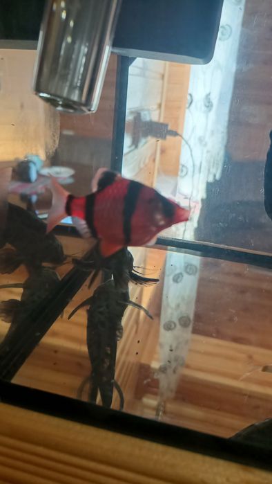 Акваріум продам на