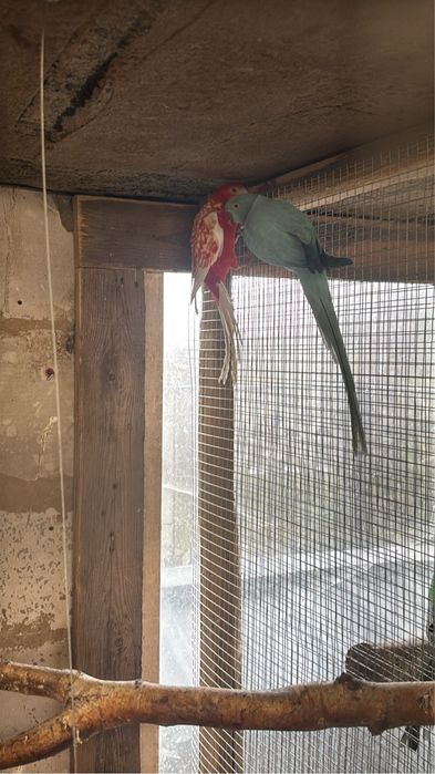 Aleksandretta aleksandretty