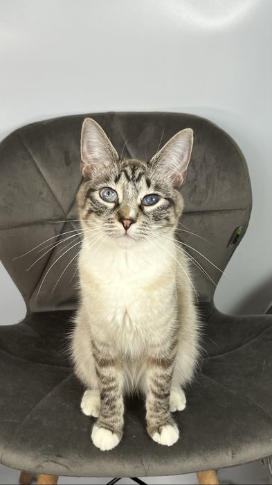 Молода кішека шукає дім.