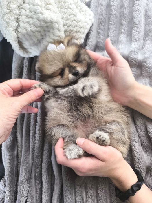 Spitz Anão.Lulu da Pomerânia Menina Laranja. Pop e Afixo. Perfeita