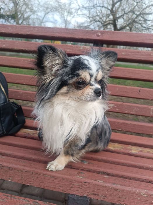 МАЛЬЧИК красавчик чихуахуа на вязку!!!