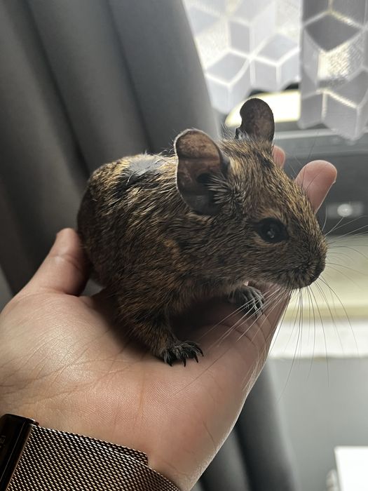 Oddam pilnie koszatnika !!