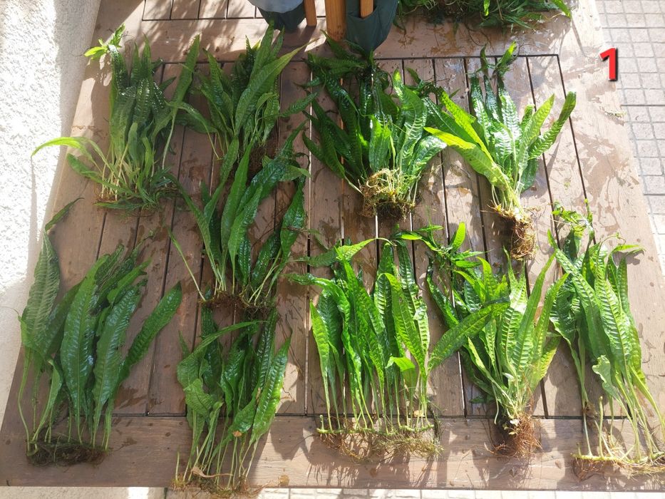 plantas aquário de fácil manutenção