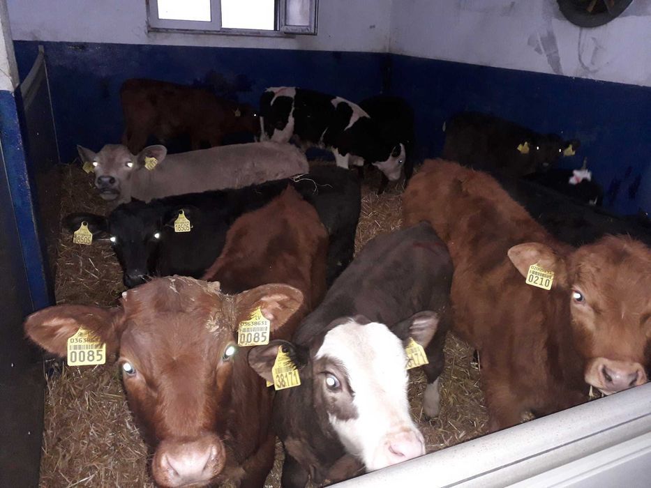 Cielaki Byczki, Jałówki Mięsne, mix ras Cielęta dowóz, raty