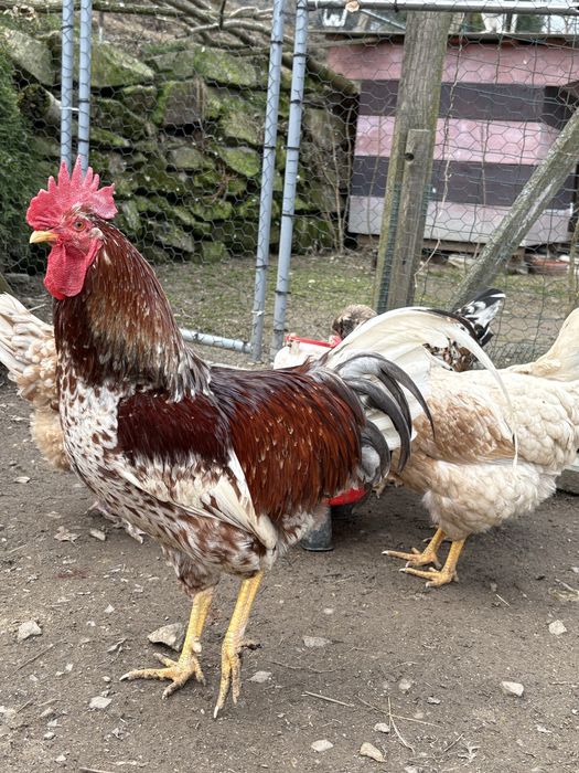 Jaja lęgowe , kury ozdobne , czubatki , zagrodówki