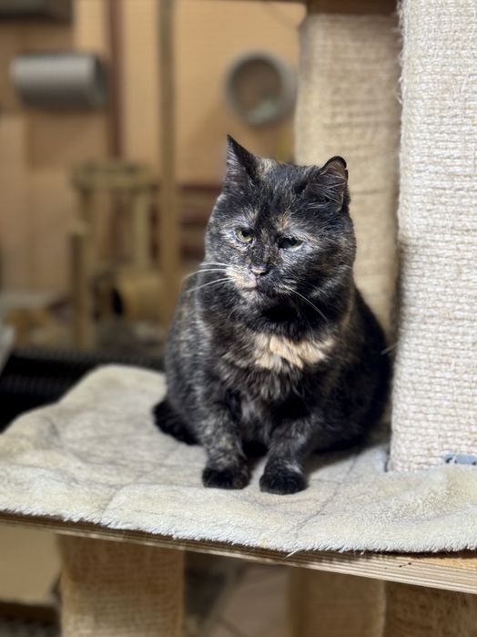 Кошечки черепашки в дар