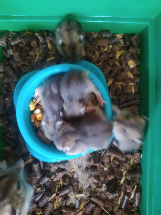 Хомячки Кременчуг