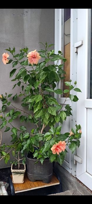 Гибискус комнатный