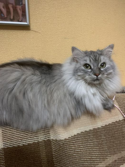 Шикарна Кицюня терміново шукає Люблячу Сім'ю