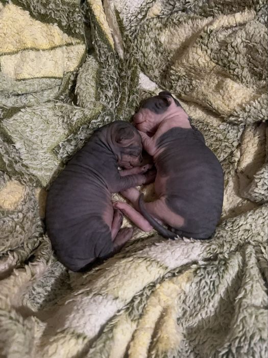 кошенята  сфінкс