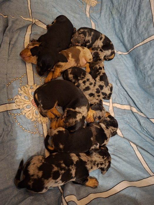 Мрамурні цуценята такси