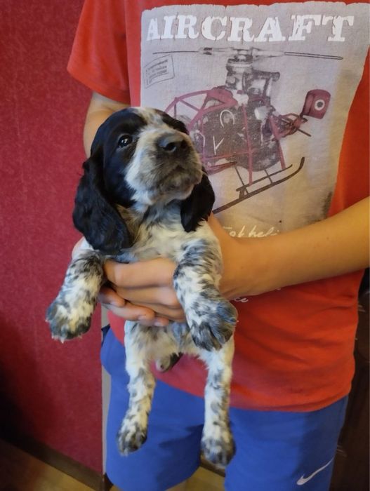 Продам цуценят Спаніельчиків