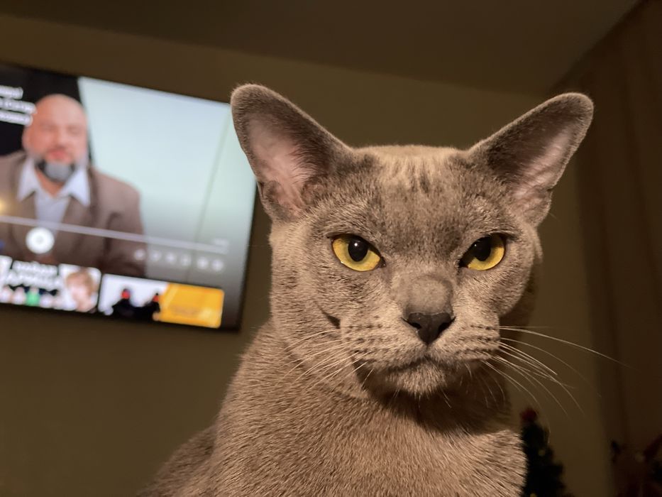 Європейська бурма