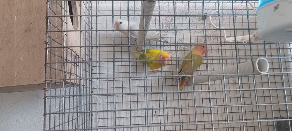 agapornis 1 casal mais uma femea