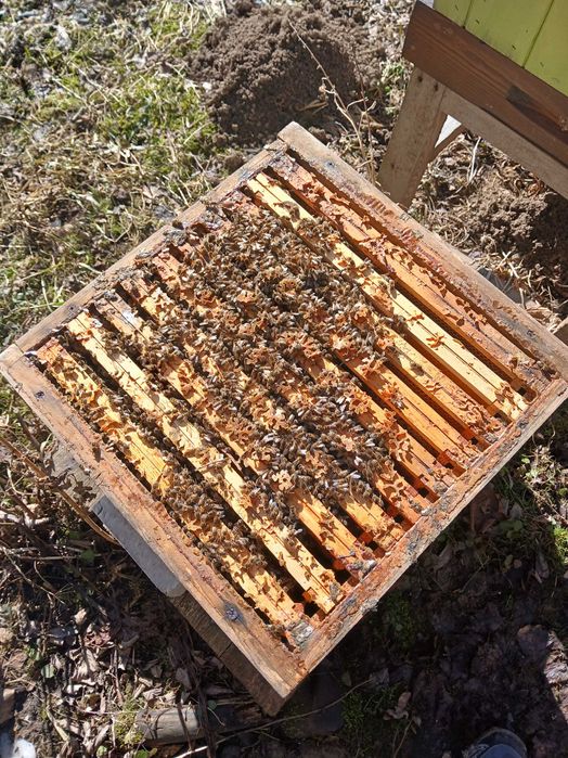 Rodziny pszczele – wiosna 2026 - pszczoły