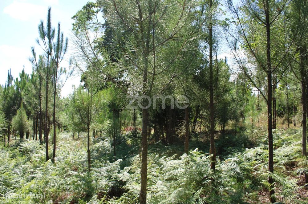 Terreno rural, agrícola, vinha, pinheiros mansos e olival