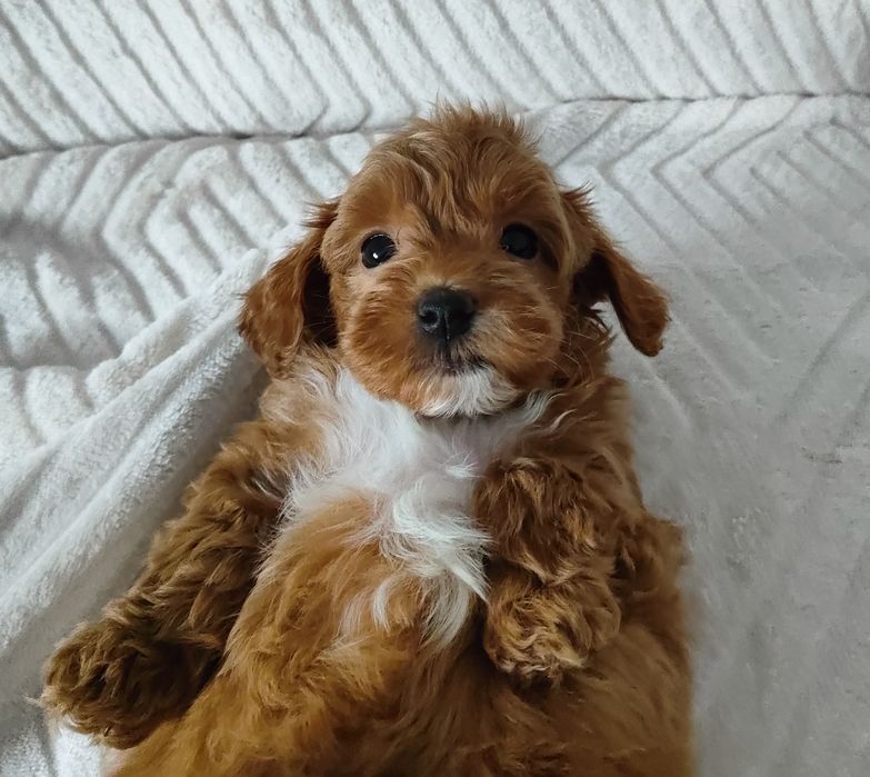 Prześliczna perełka Maltipoo.