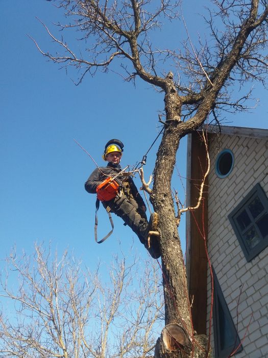 Спил аварійних дерев спиляти дерево бензопильщик