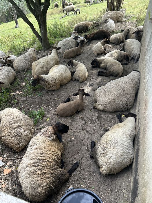 Animais de queinta