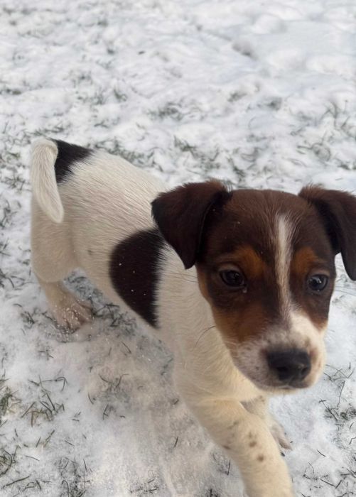 Jack Russell Terrier od # SMARTIE JACKS # piękny zdrowy PIESEK