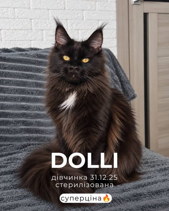 Продаж кішок Мейн кун