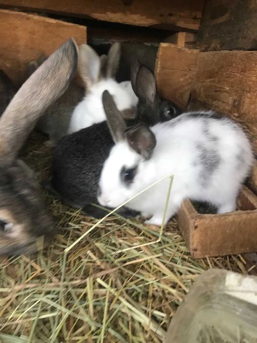 Кролі молодняк: два місяці