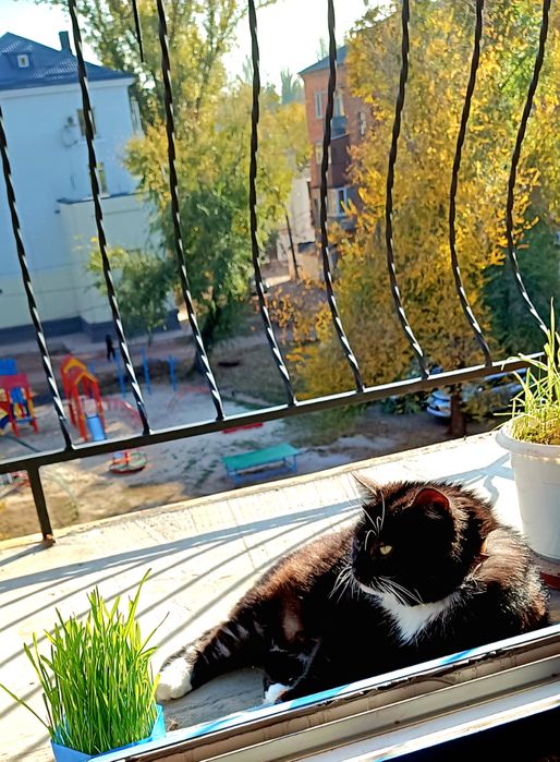 Норвежский лесной домашний Клякс