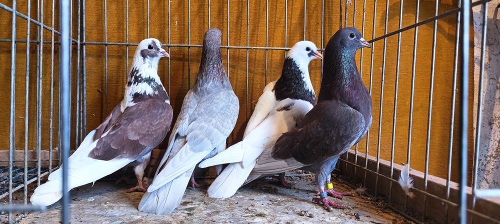 Gołębie Kumru. Kumuru