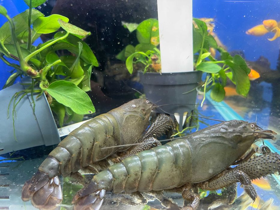Krewetka Gabońska - Atya Gabonensis ok.15cm