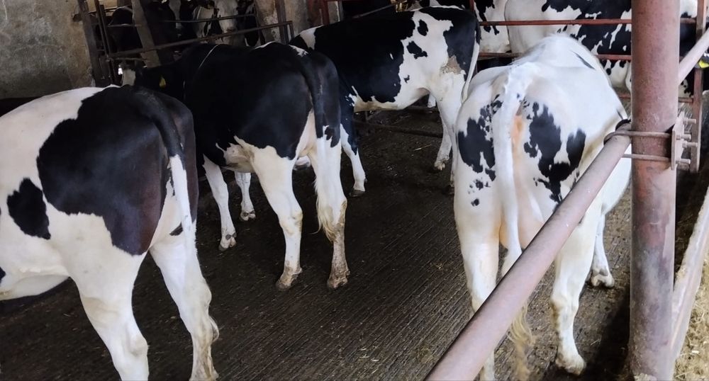 Wysoko cielne jałówki mocna wydajność