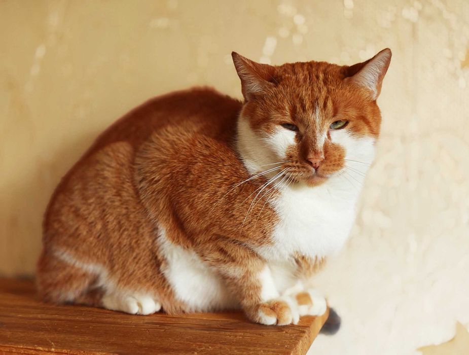 Кіт, котик Цезар (1,5 рочки) – терміново шукає дім!