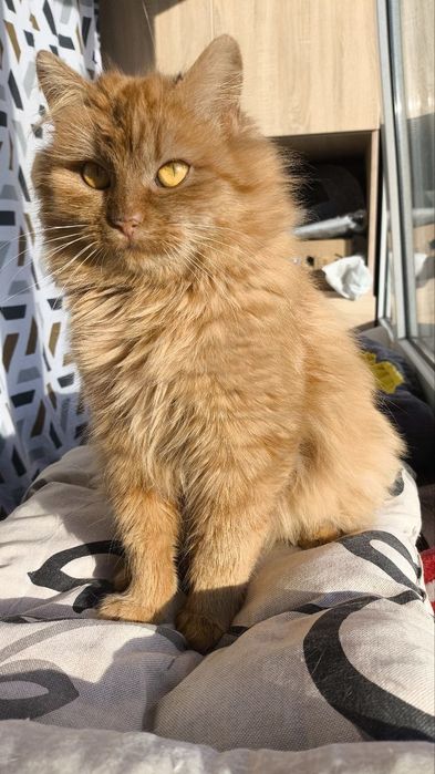 Шукає домівку руда красуня