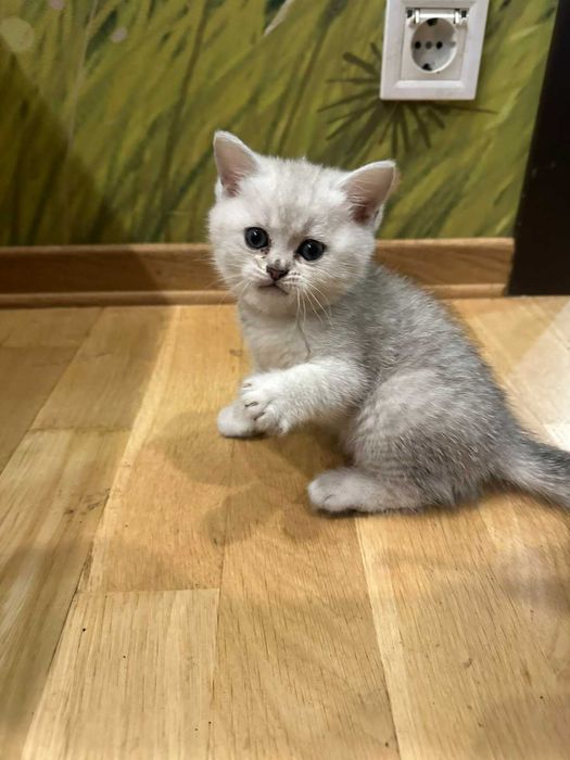 Кошенята, котики срібна шиншила
