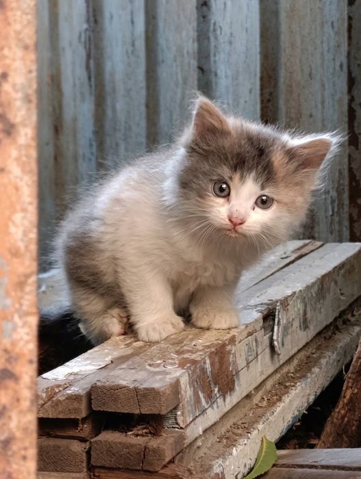 Подаруйте дім та серце кошенятам!