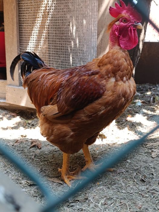 Vendo galos caseiros