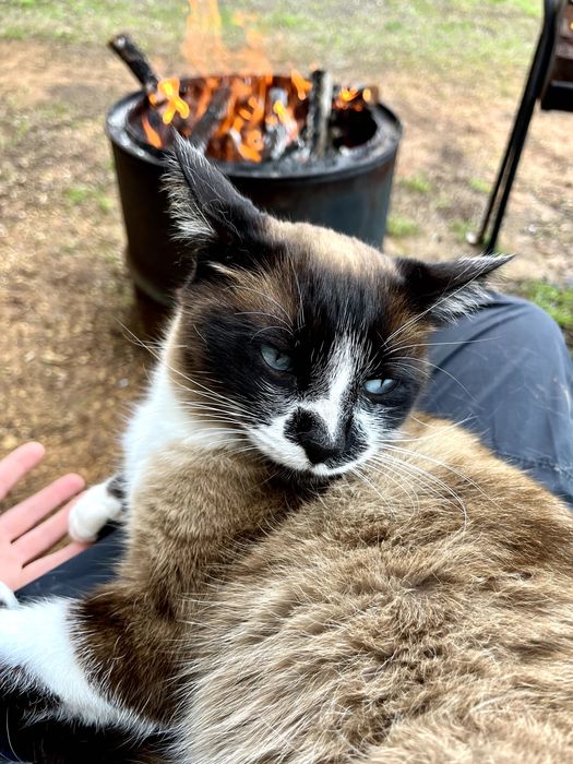 Gatinhos lindos à procura de um lar acolhedor e carinhoso