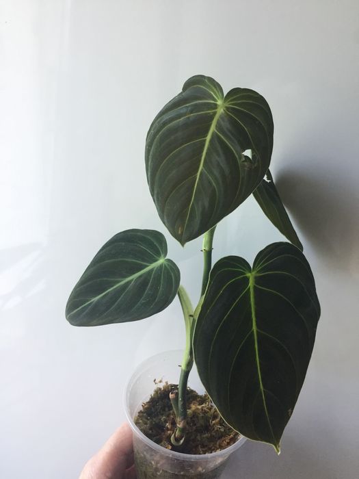 philodendron - купити кімнатні рослини Одеська область - Ціна на