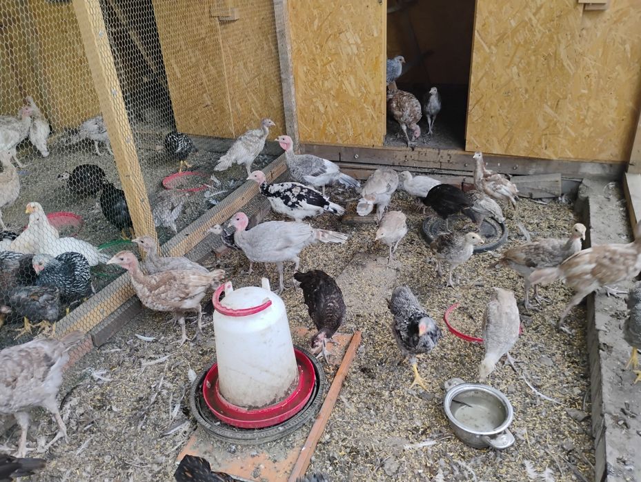 Indyki młode mix kolorów