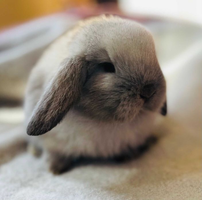 Hotel psów, kotów, królików i innych zwierząt