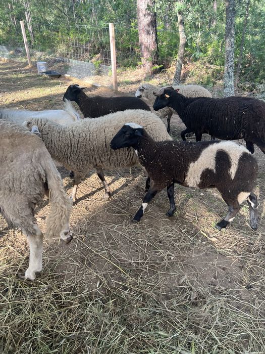 Borregas/Ovelhas