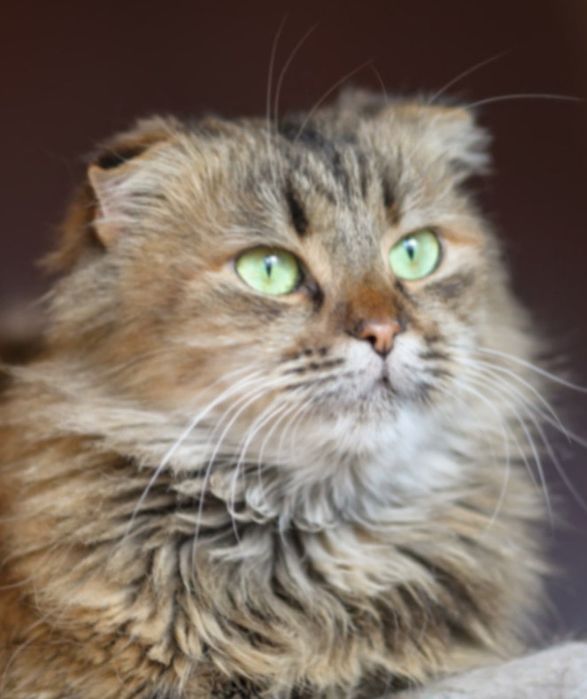 Лолита 1,5 года, кошечка вислоушка