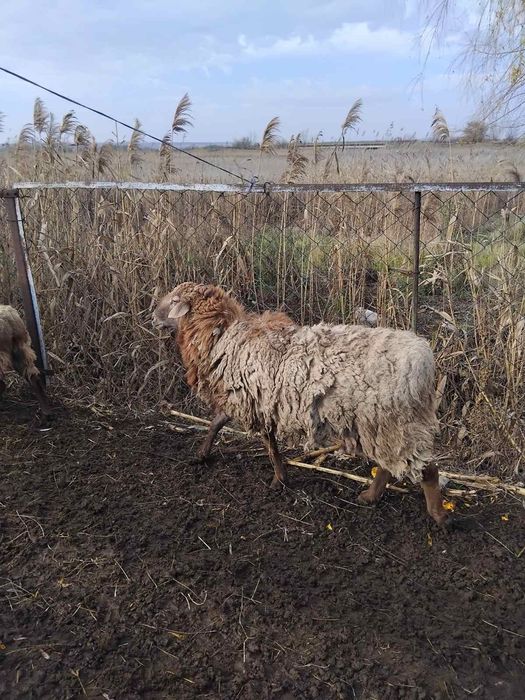 Продам курдючного Барана