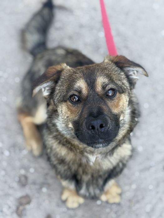 Adoptuj cudownego Tulipanka
