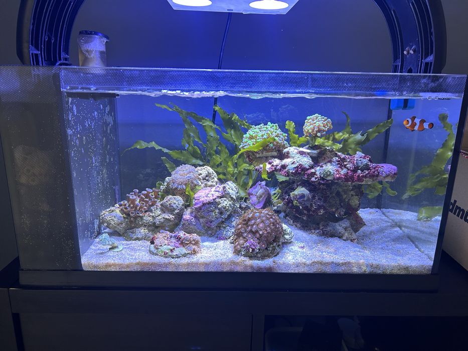 Aquário marinho TMC The First Wave 48L completo + areia +rochas