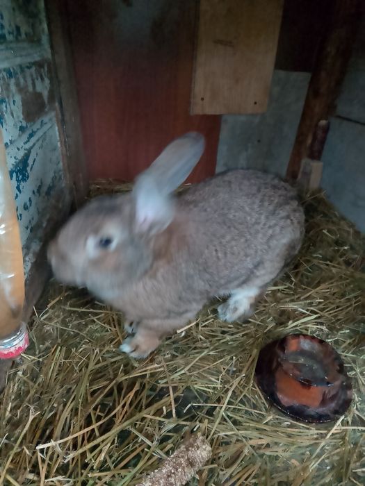 Продам кроля робочий провірено річний