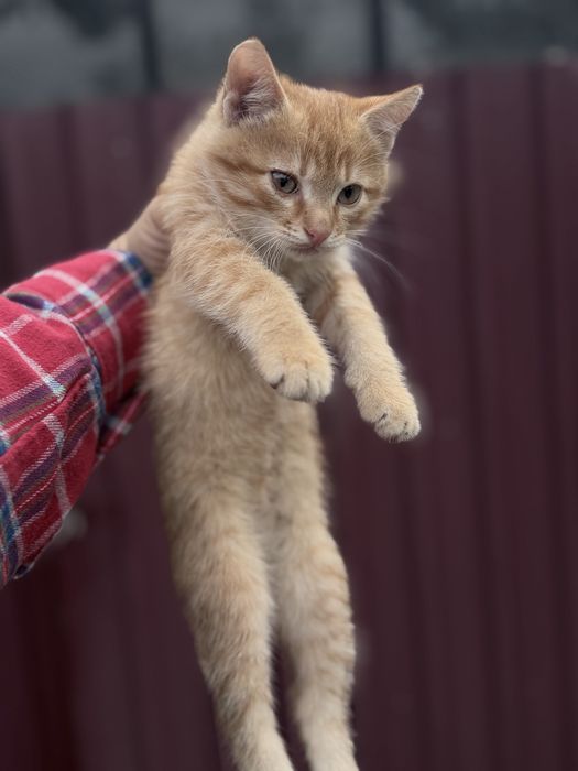 Котики бесплатно