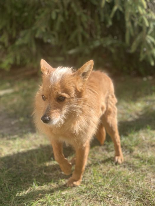 Віддам собачку в добрі руки
