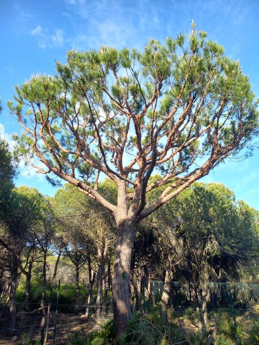 Limpeza de terrenos e mata.