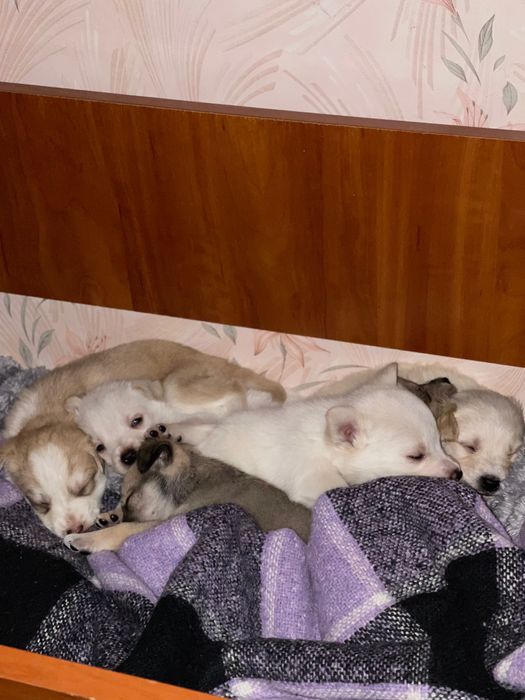 Дівчинка шукає родину