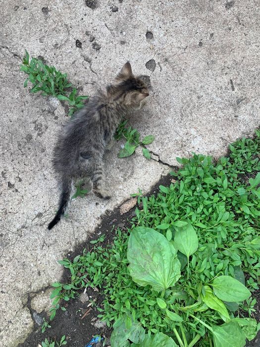 Віддам кошенят в добрі руки
